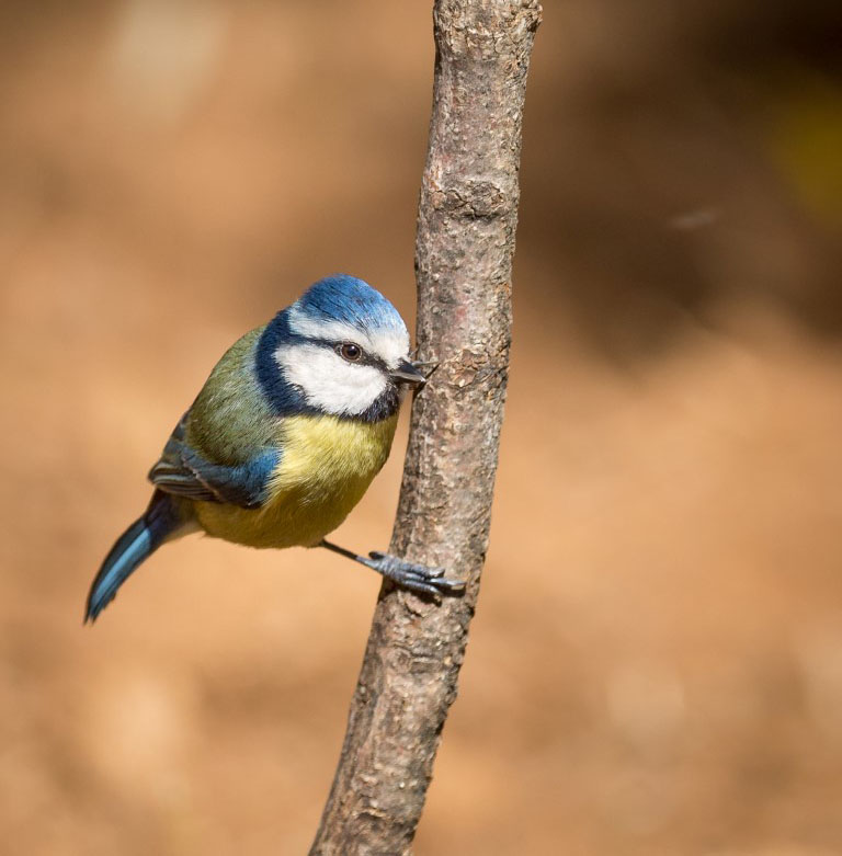 Herrerillo_Comun_2_Medium_