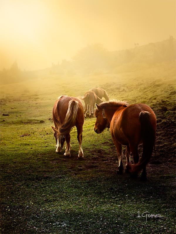 Horses