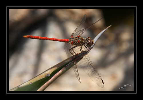 IMG_0134_ret