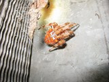 IMG_4690_13_Copiar_