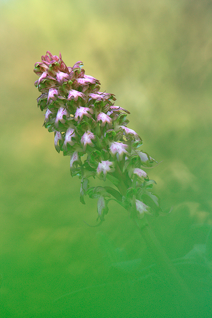 MG_5172-reducida-600