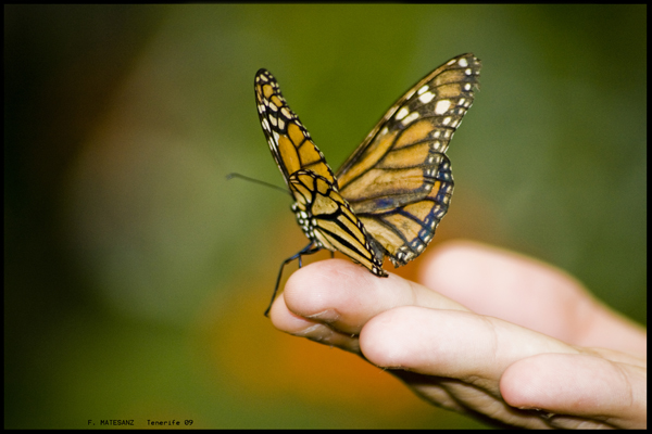 Mariposa_Tenerife_09