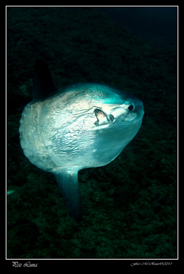 Mola_Mola_2