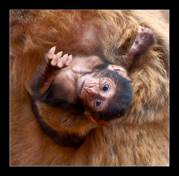 Monito-1-dia