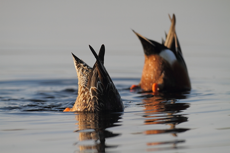 Resultado de imagen de patos comiendo