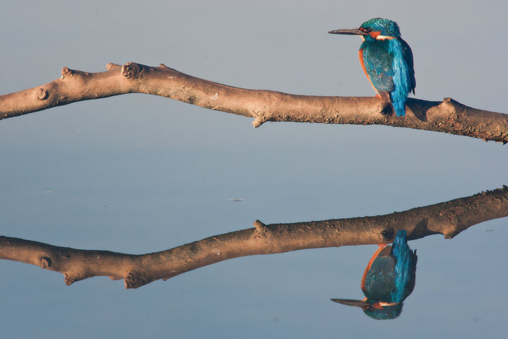 Reflejo_del_rey_del_rio_FILEminimizer_