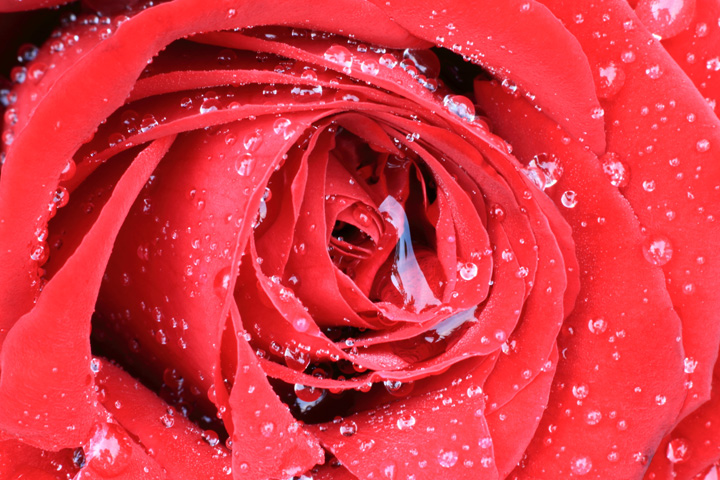 Rosa-720