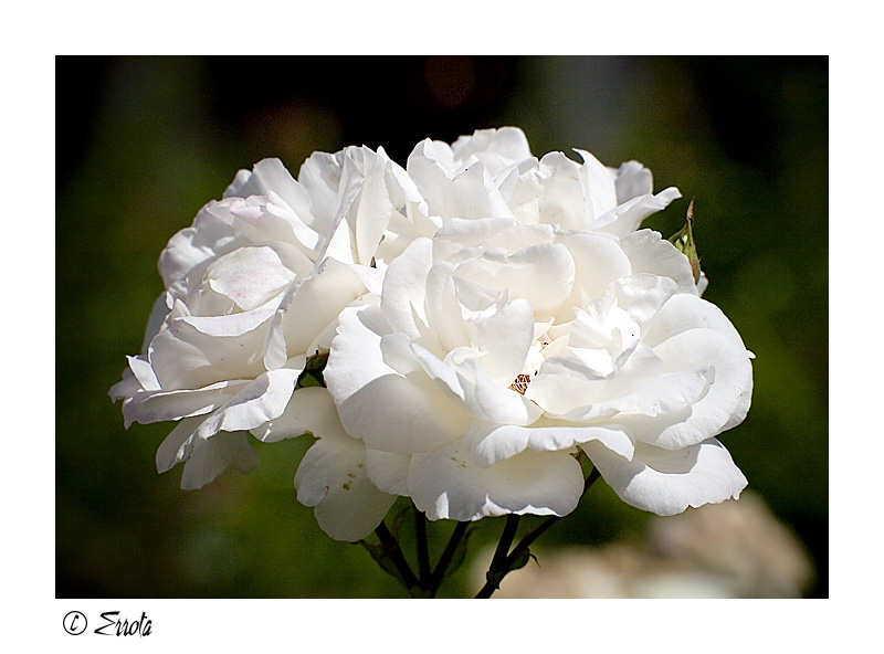 Rosas blancas