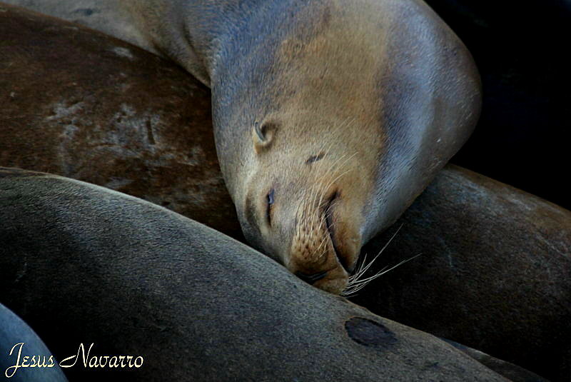 SAN_FRANCISCO-2_010