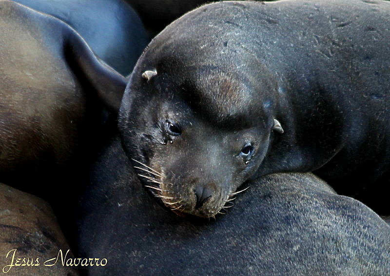 SAN_FRANCISCO-2_023
