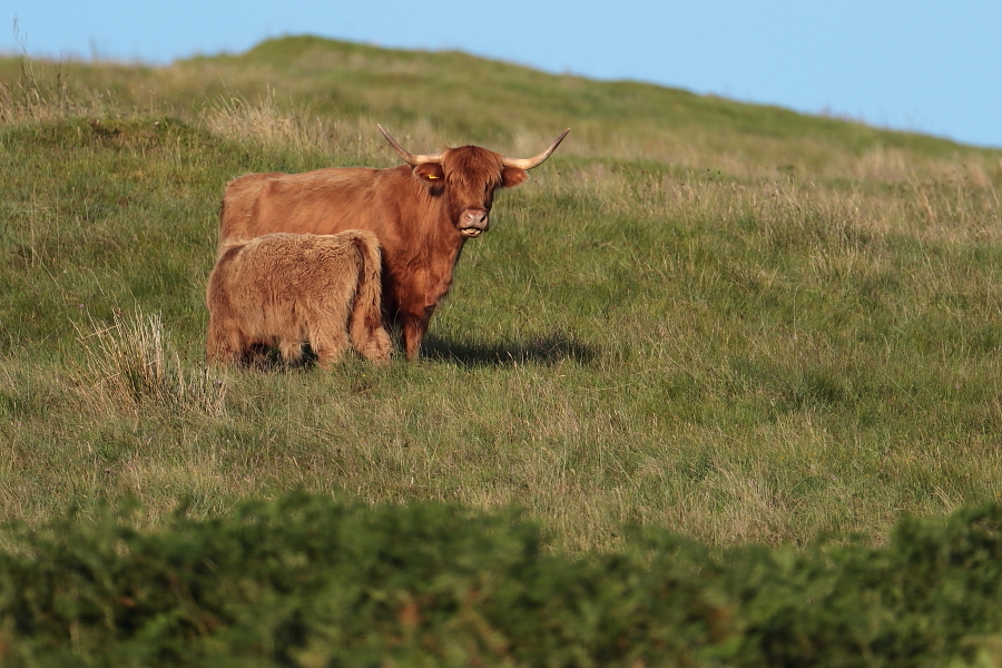 Vaca_escocesa-0K4A6781
