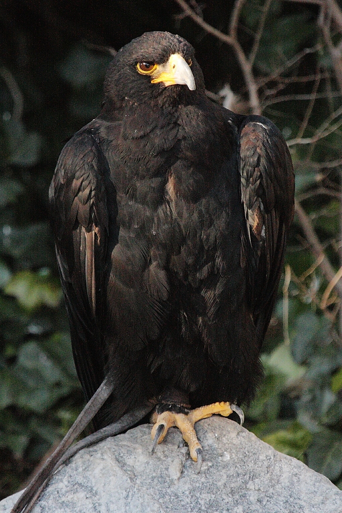 27 especies de aguilas 27 especies de aguilas