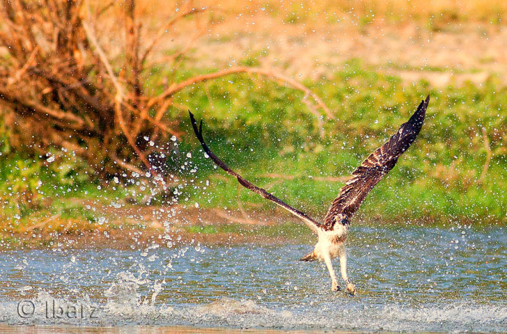 agui2_FILEminimizer_