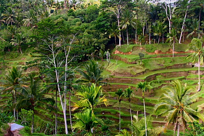 arrozal1