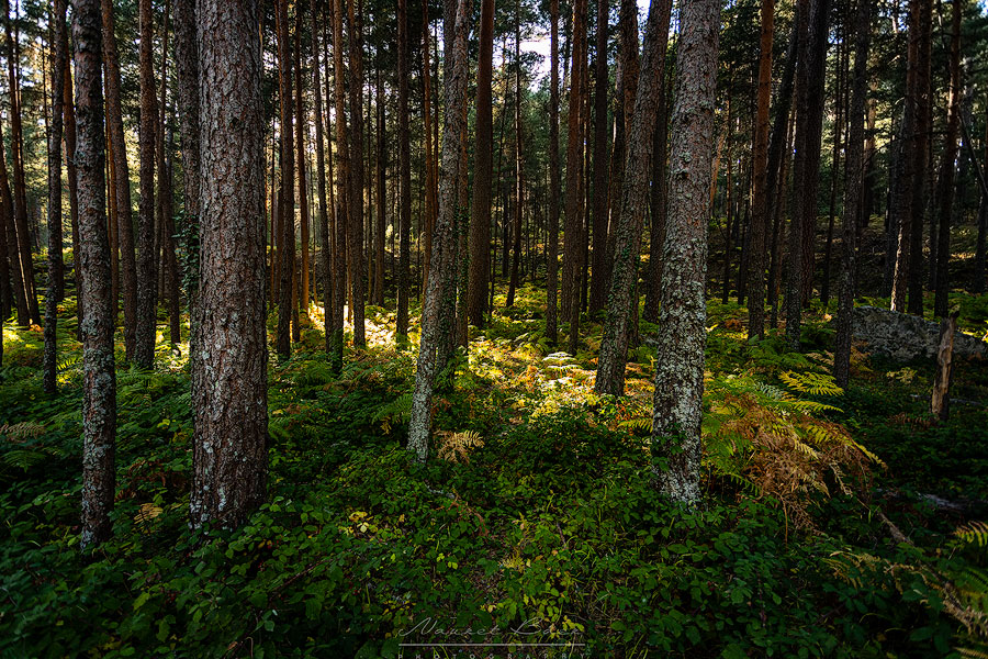 bosque19