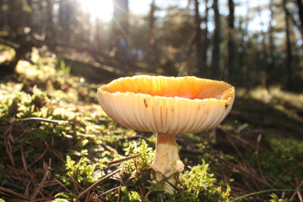 de02c5ef2b8e9b53174c2cb008332181