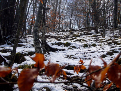 fageda_del_Monseny