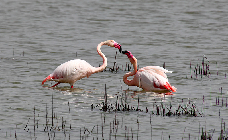 flamencos8