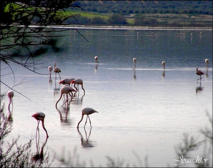 flamencos_3
