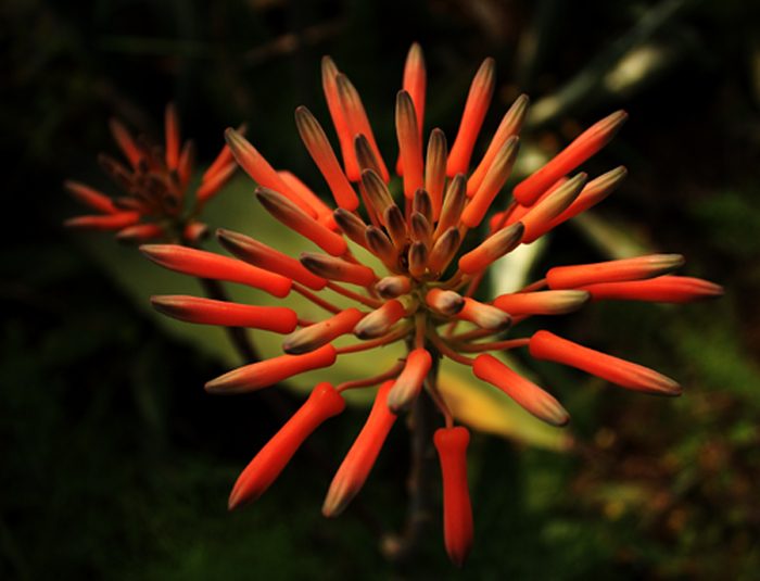 flordepitera