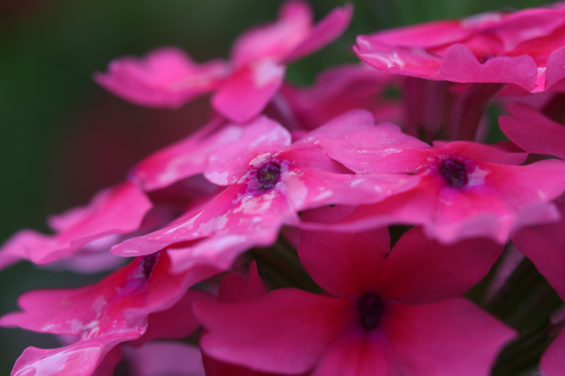 flores110