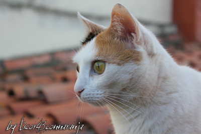 gato