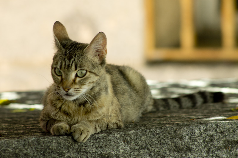 gato46