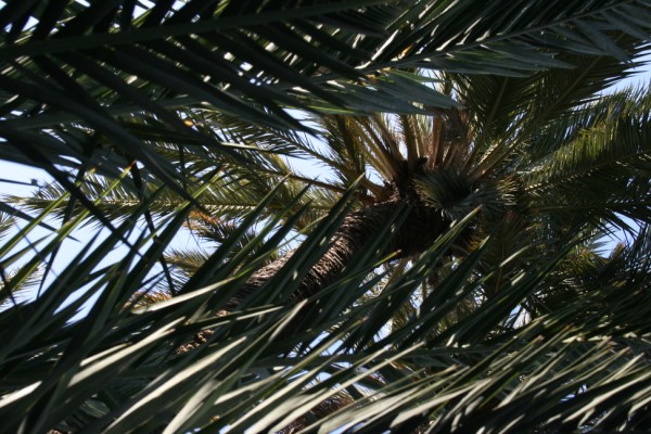 palmera_luz-