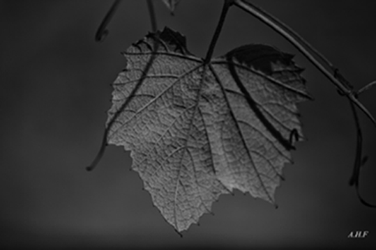 parra_2_copy