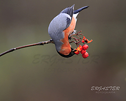 Camachuelo 101_63A8165-FRM.jpg
