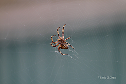 Araña balcón 7D-2016_09_23-7902WEB.jpg