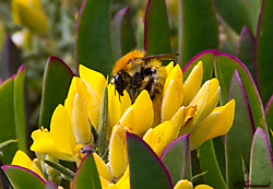 Abeja44.jpg