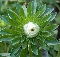 Flores primaverales Flor_de_primavera_III.jpg