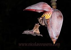 Return to the wild IMGL9903_WLPOTY16_NaturesBest17_Montphoto.jpg