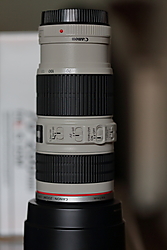 V4A1529 V4A1529.JPG