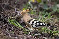 abubilla cazando abubilla_cazando.jpg