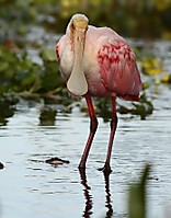 Espatula pruebas_everglades6.JPG
