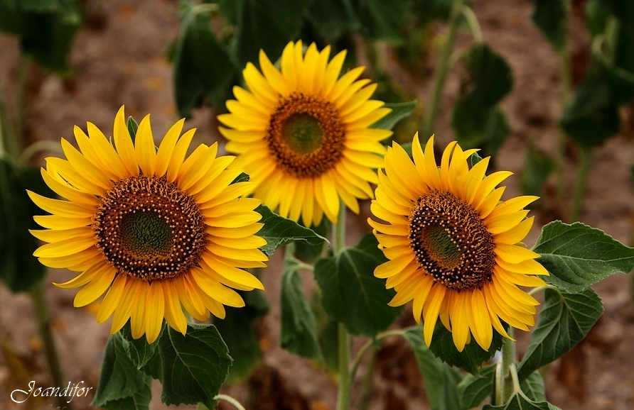 tres_eran_tres_nueva