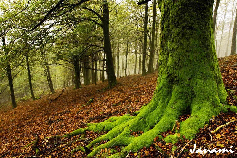 verde_oto_o