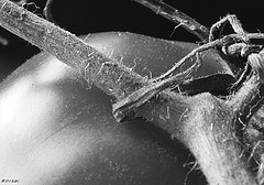 2102363477_77c7647777_m_1_