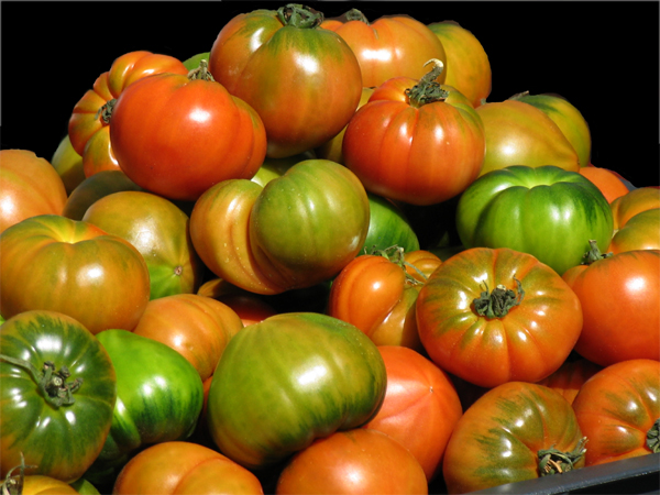tomates31