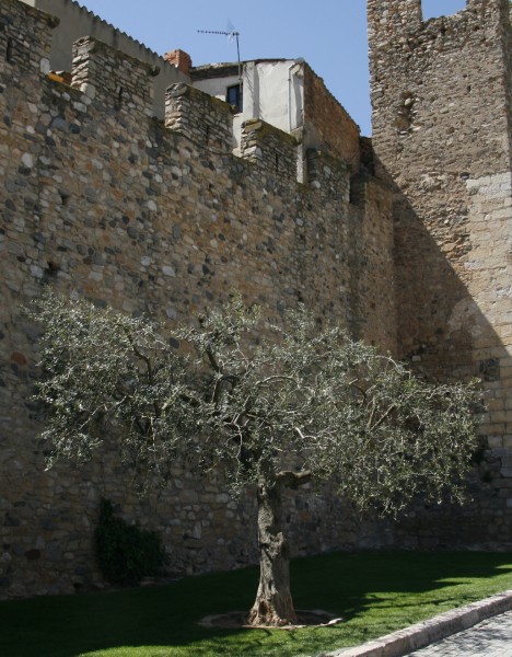 OLIVO_JOVEN_JUNTO_A_LA_MURALLA_DEL_CASTILLO_800x600_