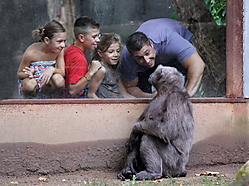 ¡Que monos! Que-monos_.jpg