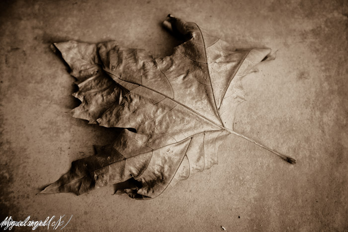 13112010-hoja_de_oto_o3