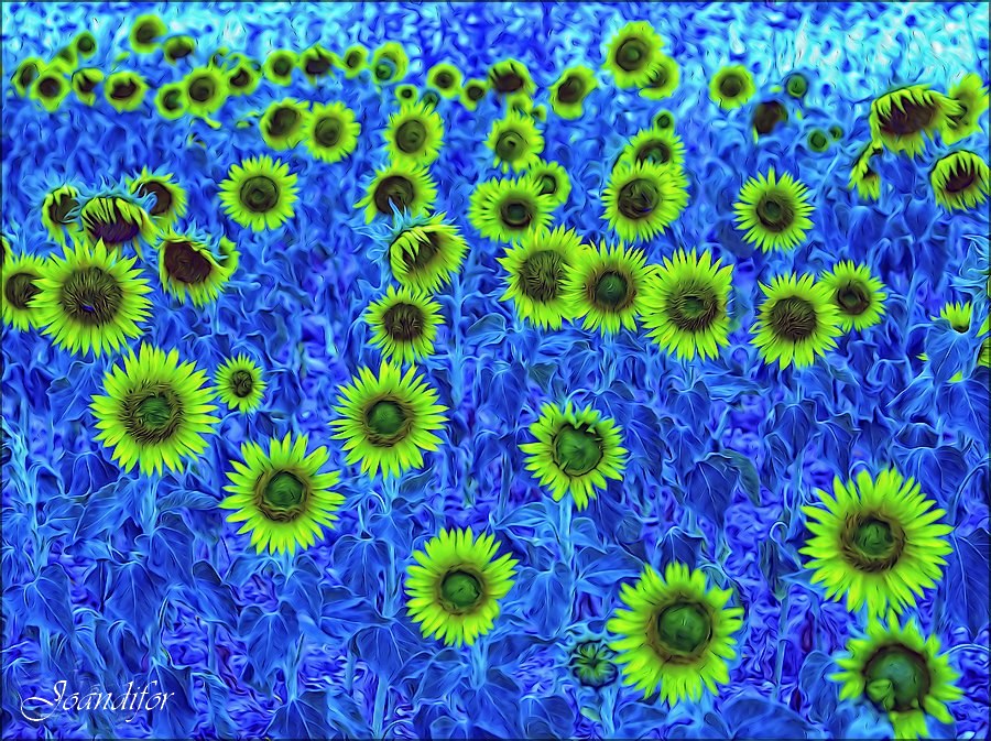 MIS_GIRASOLES-5604-canonistas