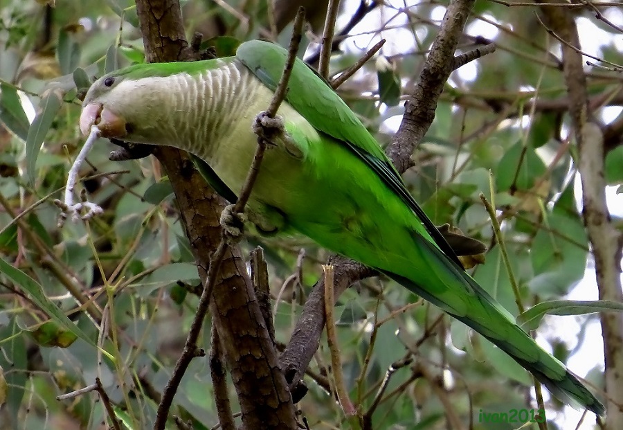 loro_parque
