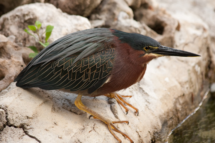 pajaro8