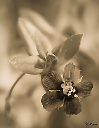 ALONE IMG_8685_web.jpg
