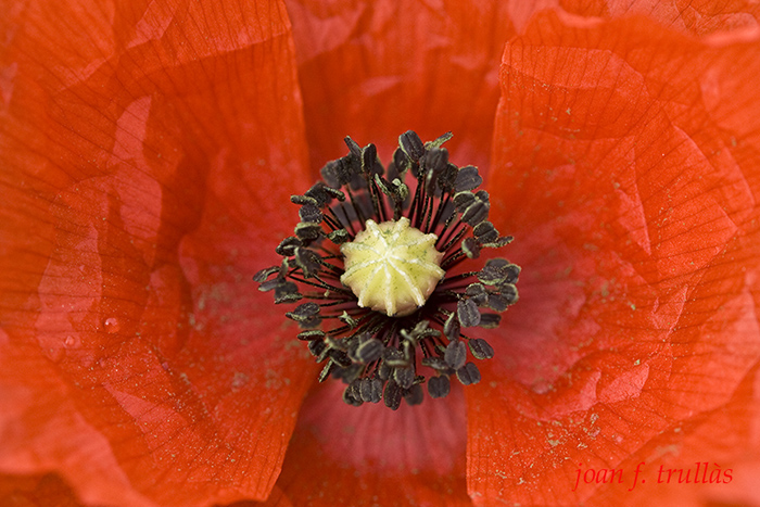 20100501_Paperola_0001_ajustada_i_nom_25_-_II