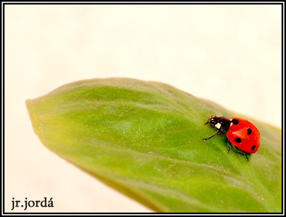 6332681672_7d725914fa_o